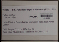 Fuligo septica image
